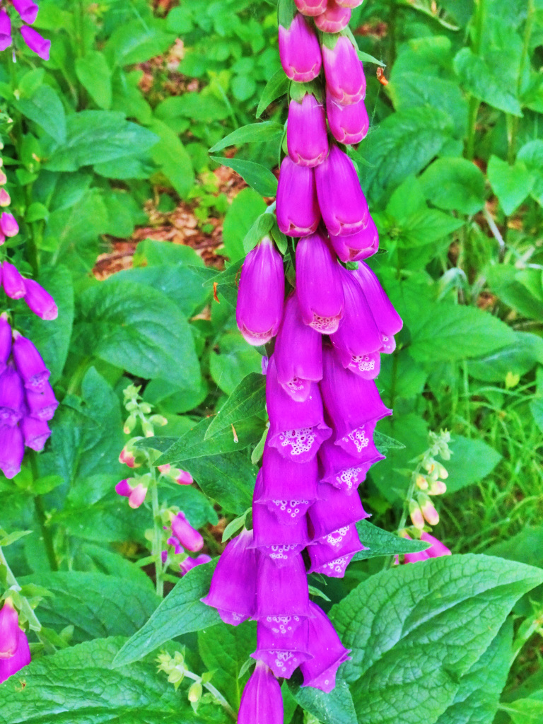 DSC08327c.JPG